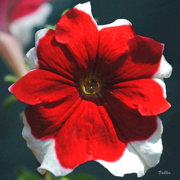 Petunia Art Print featuring the painting Sunlit Petunia by Vallee Johnson