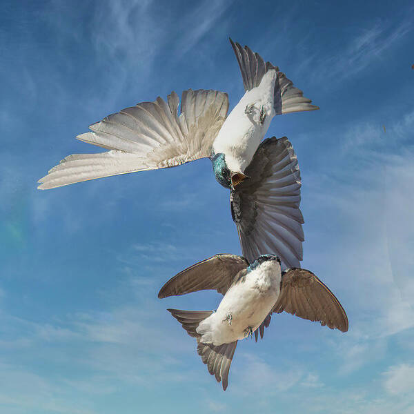 Swallow Art Print featuring the photograph Swallows Fighting in Flight by Lowell Monke