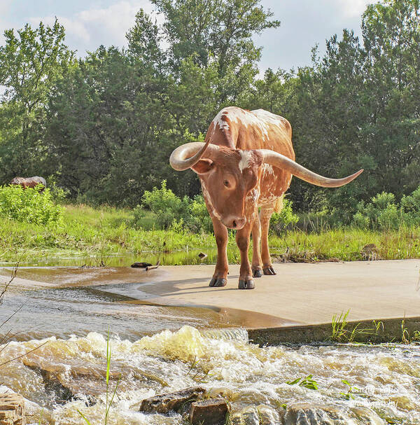 Texas Longhorn Steer Art Print featuring the photograph Texas longhorn steer - Maxie Moo by Cathy Valle