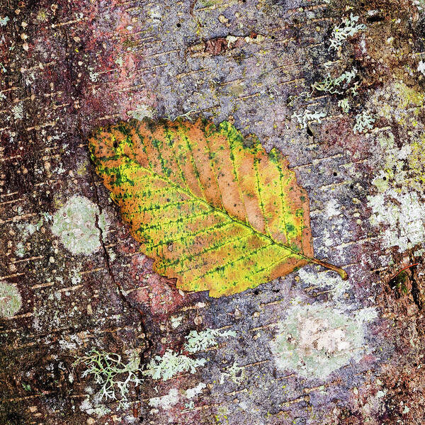 Leaf Art Print featuring the photograph The First Leaf to Fall by Bud Simpson