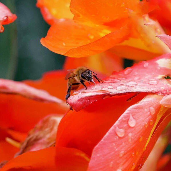 Bee Art Print featuring the photograph Thirsty Bee by Shirley Dutchkowski