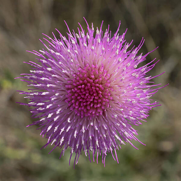 Tom Daniel Art Print featuring the photograph Thistle Bloom by Tom Daniel