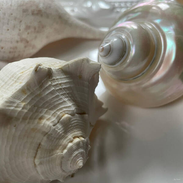 Shells Art Print featuring the photograph Three White Seashells by Joy Sussman