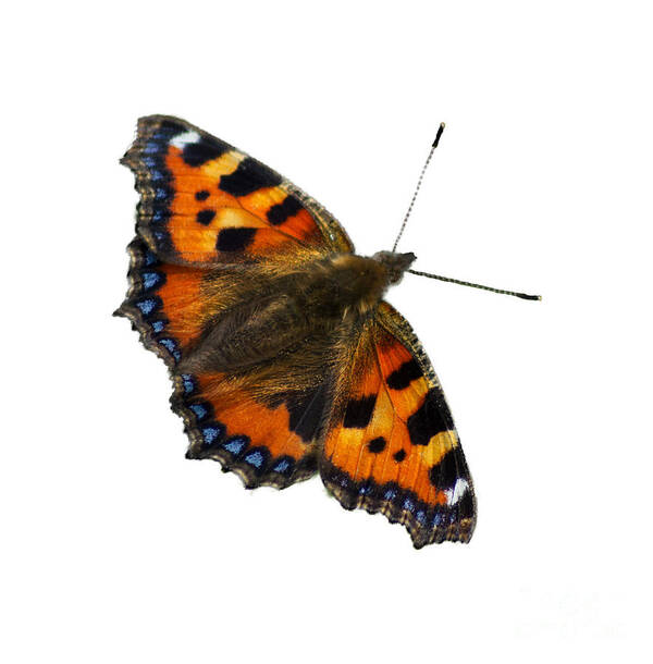 Tortoiseshell Art Print featuring the photograph Tortoiseshell butterfly, taken at Dove Stone Reservoir, by Pics By Tony