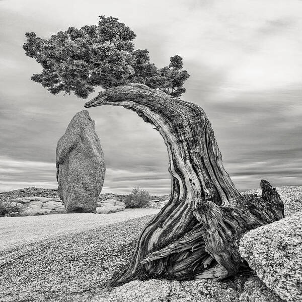 Joshua Tree Art Print featuring the photograph December 2021 Tree and Obelisk - Re-Edit by Alain Zarinelli
