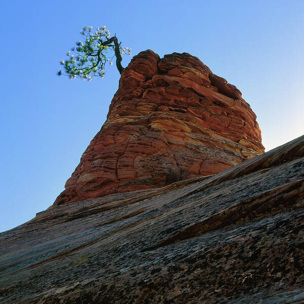 Landscape Art Print featuring the photograph Tree HooDoo by Paul Breitkreuz