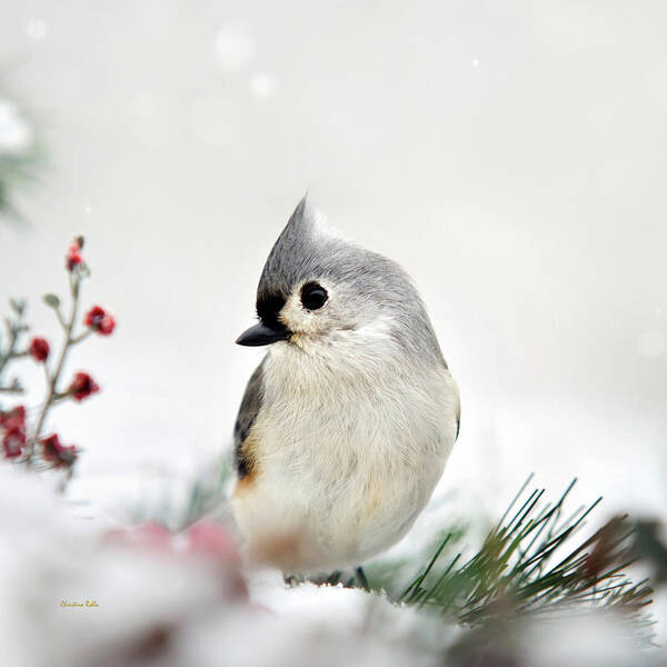 Titmouse Art Print featuring the photograph Tufted Titmouse Square by Christina Rollo