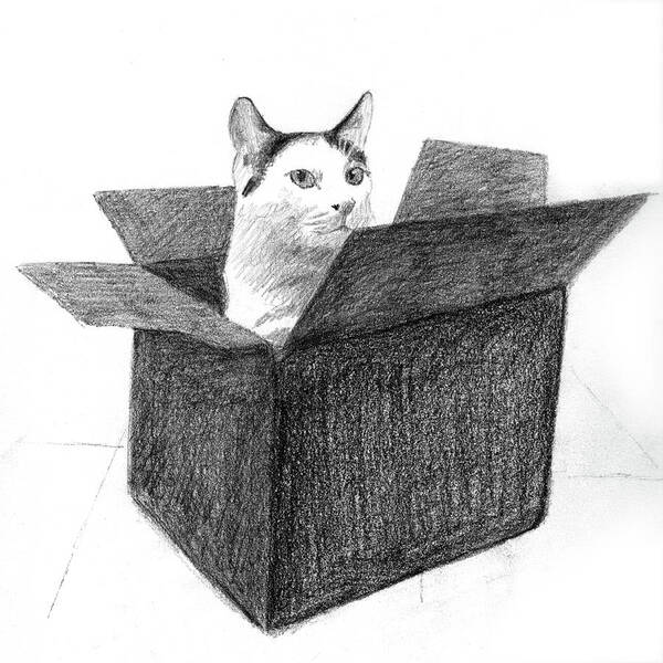 Cat Art Print featuring the drawing Tuxedo cat in a box by Tim Murphy