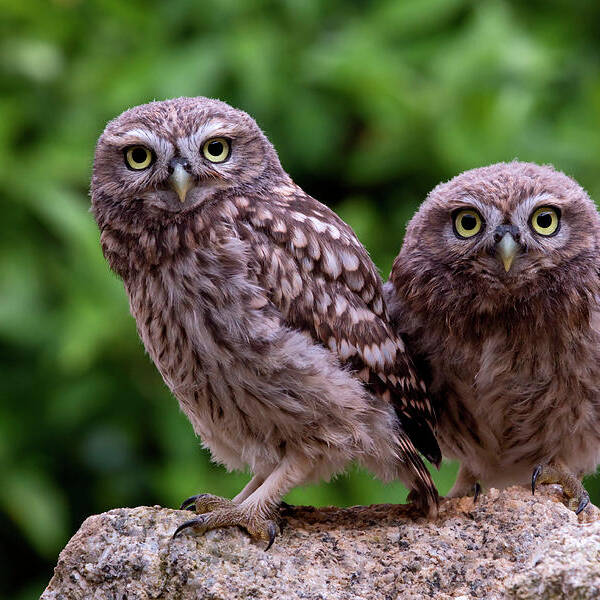 00527885 Art Print featuring the photograph Two Little Owls by Marion Vollborn