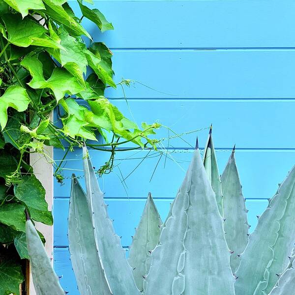  Art Print featuring the photograph Two Plants by Julie Gebhardt