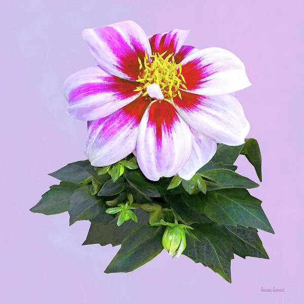 Dahlia Art Print featuring the photograph Two-Toned Pink Dahlia by Susan Savad