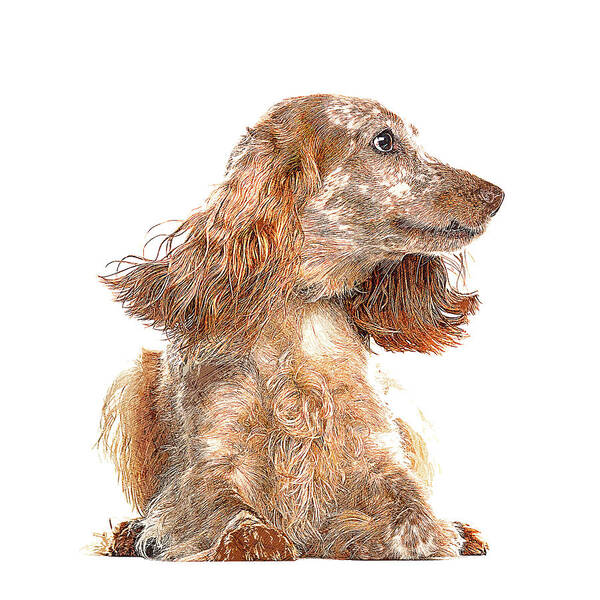 English Art Print featuring the painting Very Smart Good Looker, English Cocker Spaniel Dog by Custom Pet Portrait Art Studio