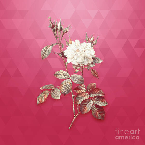 Botanical Art Print featuring the mixed media Vintage Autumn Damask Rose in Gold on Viva Magenta by Holy Rock Design