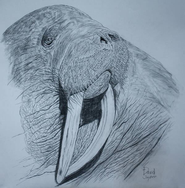 Walrus Art Print featuring the drawing Walrus by David Joyner