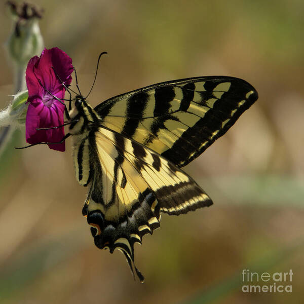 Western Tiger Swallowtail Art Print featuring the photograph Western Tiger Swallowtail Butterfly Clings to Wildflower by Nancy Gleason