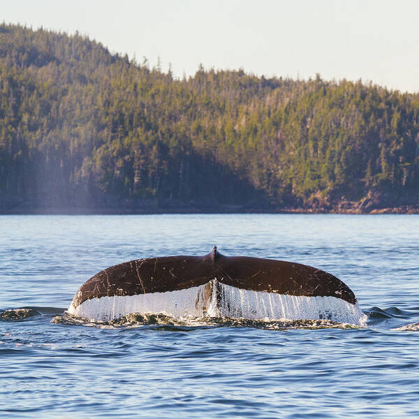 Whale Tale Art Print featuring the photograph Whale Tale 1 by Michael Rauwolf