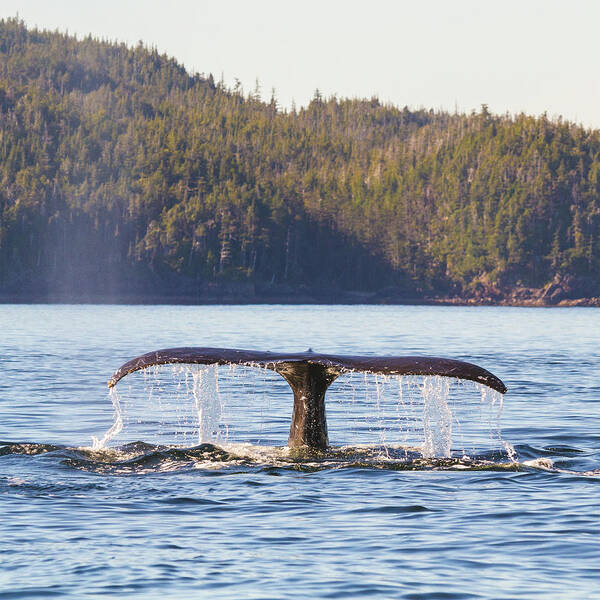 Whale Tale Art Print featuring the photograph Whale Tale 2 by Michael Rauwolf