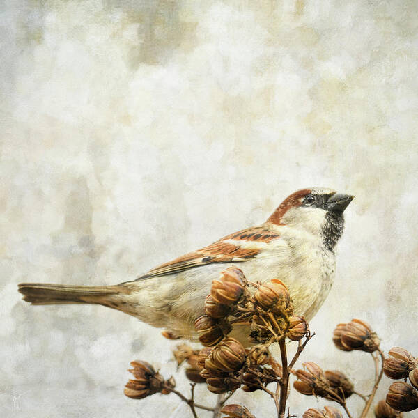 Backyard Birds Art Print featuring the photograph Where The Sparrow Perches by Jai Johnson