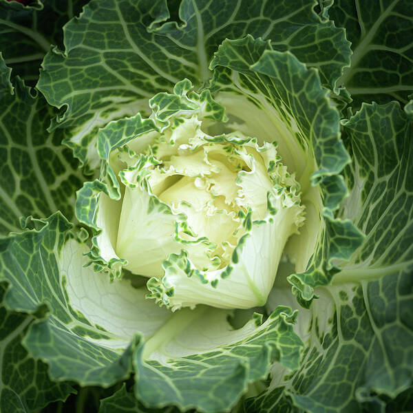 Autumn Art Print featuring the photograph White Flowering Cabbage-Kale by Frank Mari