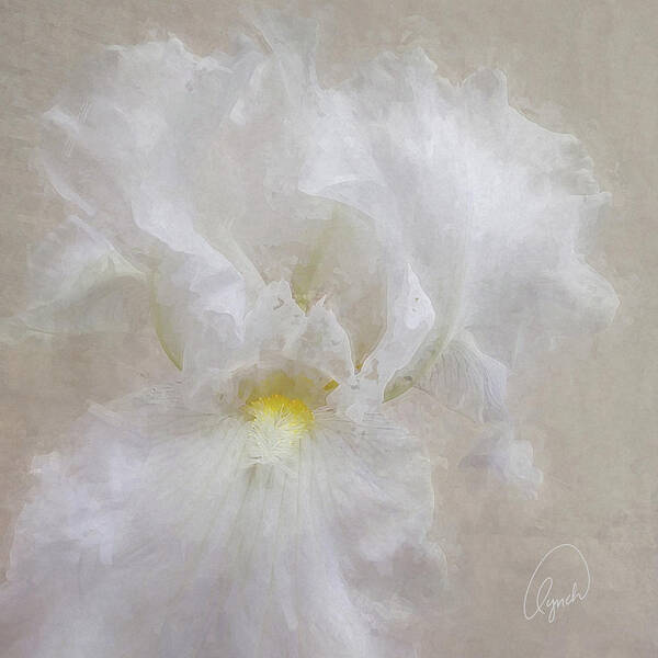 White Art Print featuring the photograph White Iris IV by Karen Lynch