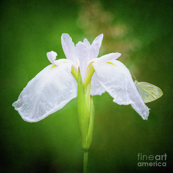 Iris Art Print featuring the photograph White Iris With Cabbage Butterfly by Anita Pollak