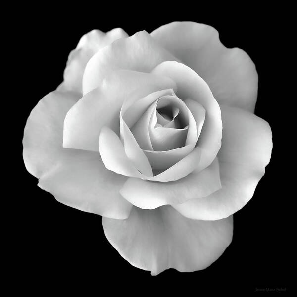 Rose Art Print featuring the photograph White Rose Flower in Black and White by Jennie Marie Schell