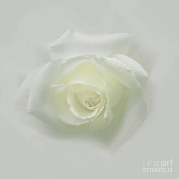 E.g.flower Art Print featuring the photograph White Rose by Mehran Akhzari