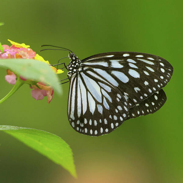 Photography Art Print featuring the photograph White tree nymph butterfly, ideopsis juventa by Tim Fitzharris