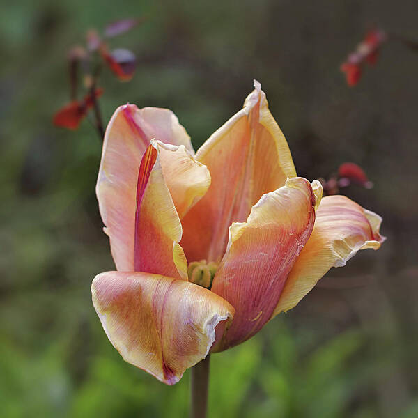 Wilting Art Print featuring the photograph Wilting Tulip by Maria Meester