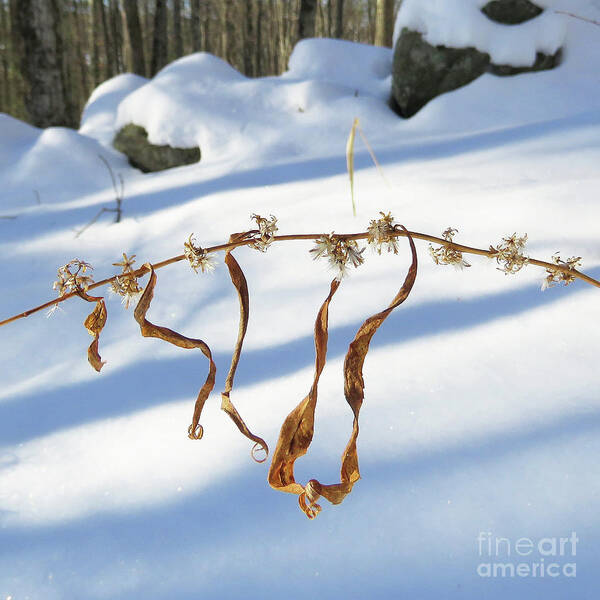 Winter Art Print featuring the photograph Winter Botanical 17 by Amy E Fraser