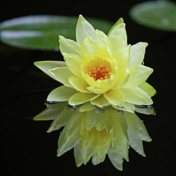 Flower Art Print featuring the photograph Yellow Lily Reflection by Gina Fitzhugh
