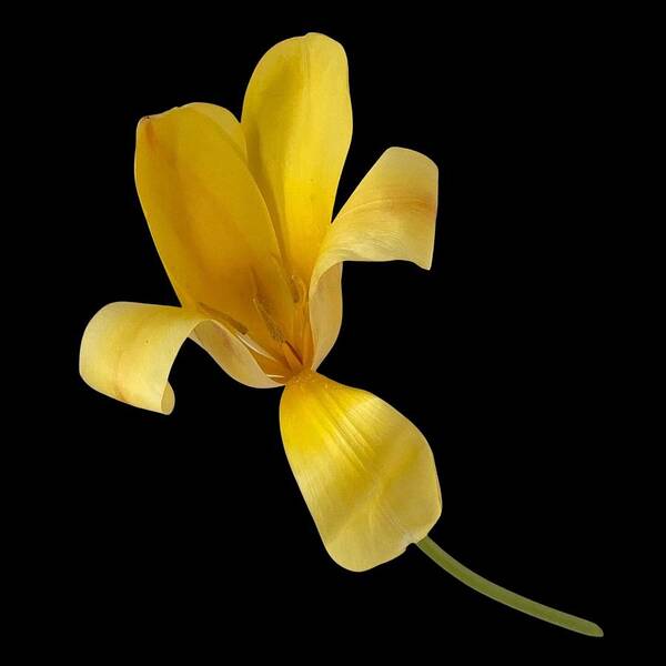 Yellow Art Print featuring the photograph Yellow Tulip Still by Jerry Abbott