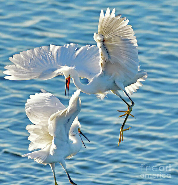 Snowy Egret Art Print featuring the photograph Territorial Fight of the Snowy Egret by Amazing Action Photo Video