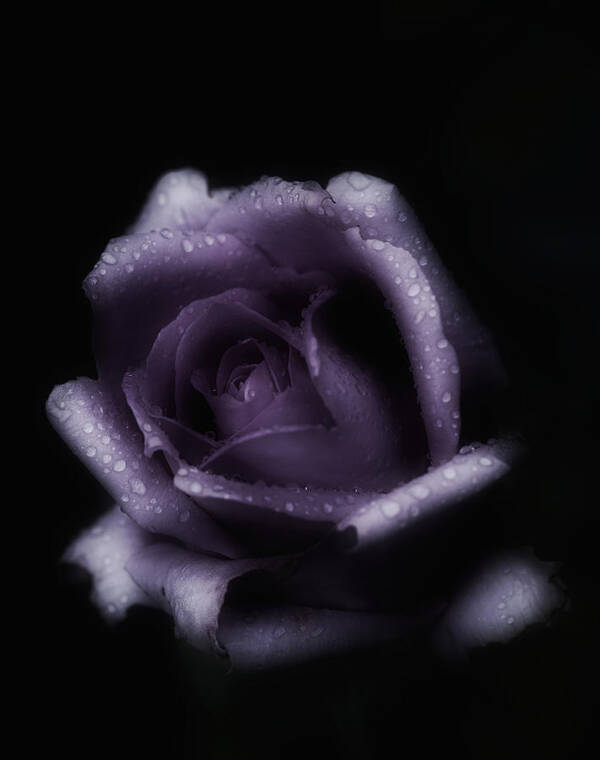 Purple Rose Art Print featuring the photograph Romantic Purple Rose by Richard Cummings