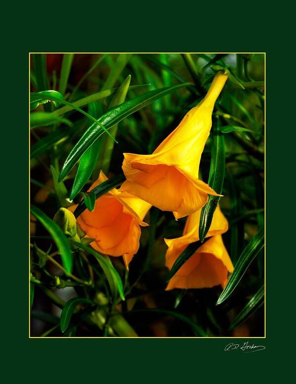 Flower Art Print featuring the photograph Clarion Call by Richard Gordon