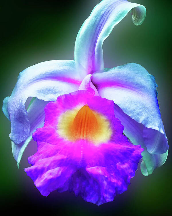 Flower Art Print featuring the photograph Purple and White Orchid by Joseph Hollingsworth