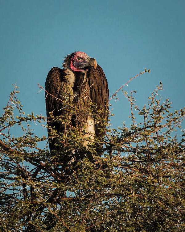 Vulture Art Print featuring the photograph Lappet-faced Vulture 1 by Claudio Maioli