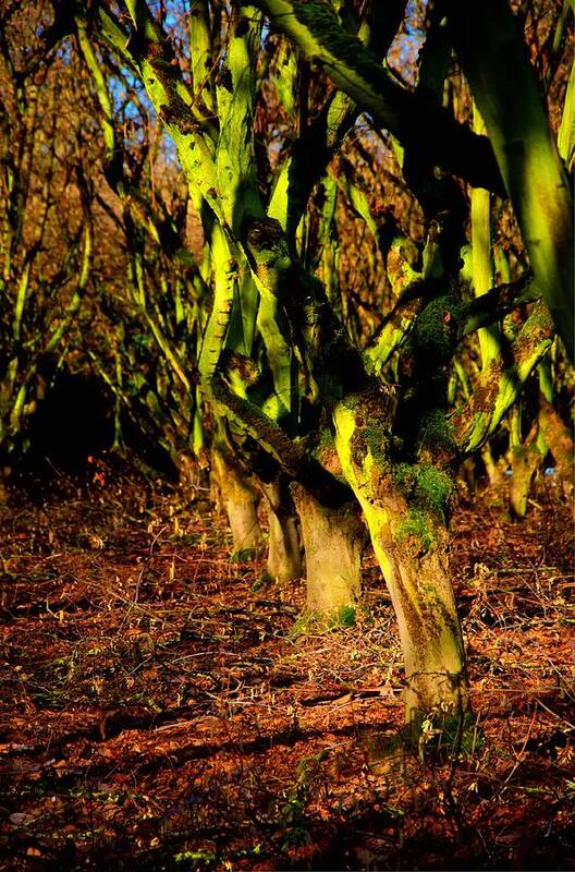 Kreder Art Print featuring the photograph Kreder Road Orchard 20966 #1 by Jerry Sodorff