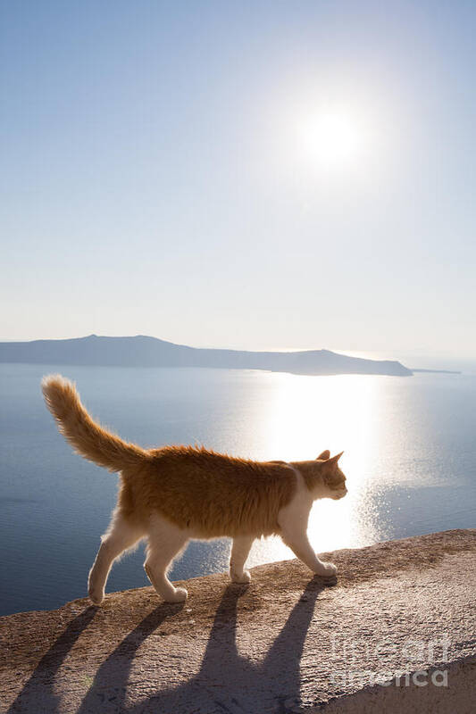 Cat Art Print featuring the photograph Cat walking on a wall Santorini Greece by Matteo Colombo