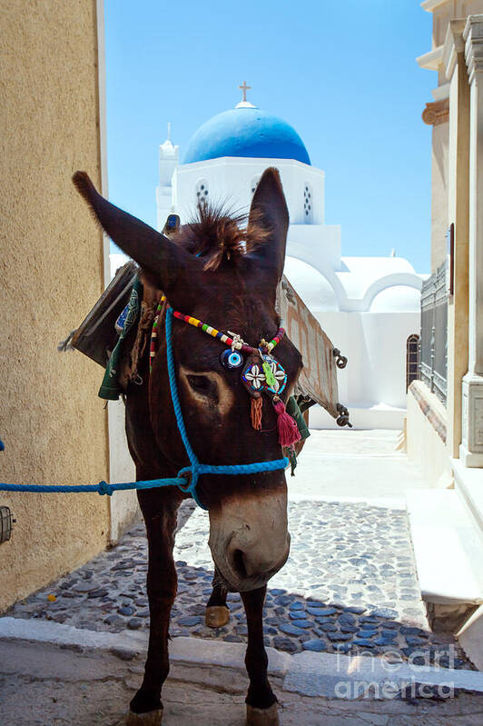 Donkey Art Print featuring the photograph Typical donkey in a greek village by Matteo Colombo