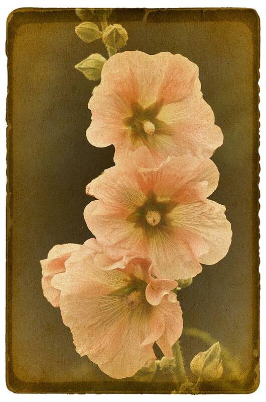 Hollyhock Art Print featuring the photograph Vintage Hollyhock No. 2 by Richard Cummings