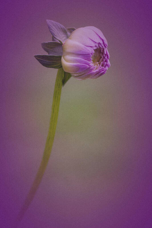 Dahlia Bud Art Print featuring the photograph Dahlia Bud No. 1 by Richard Cummings