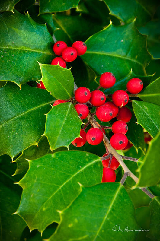 Christmas Art Print featuring the photograph Holly 9218 by Dan Beauvais