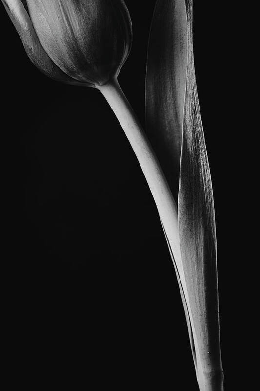 Flower Art Print featuring the photograph Tulip #170 by Desmond Manny
