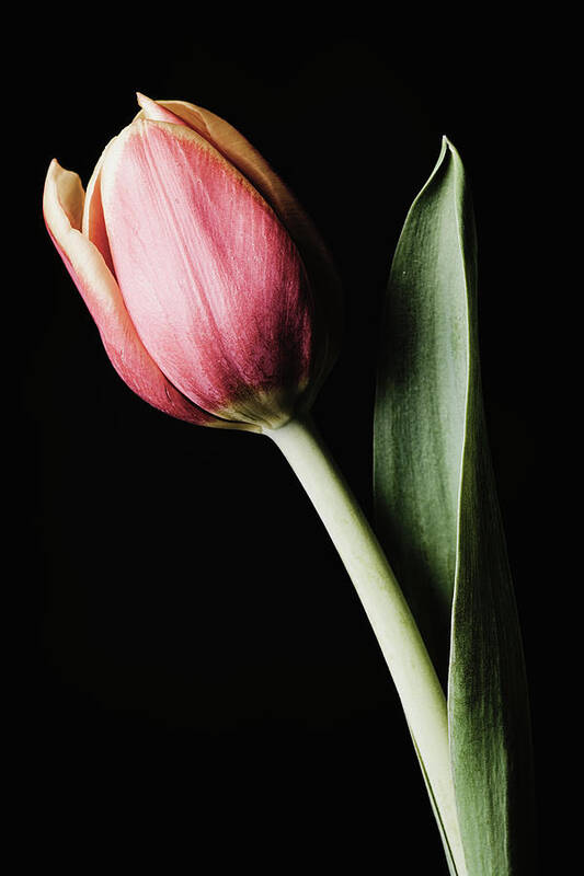 Flower Art Print featuring the photograph Tulip #171 by Desmond Manny