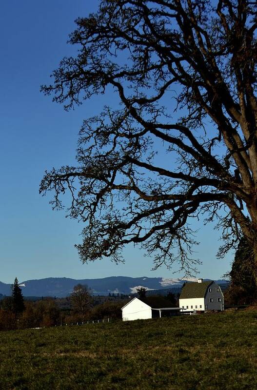 Barn Art Print featuring the photograph White Barn Tree by Jerry Sodorff