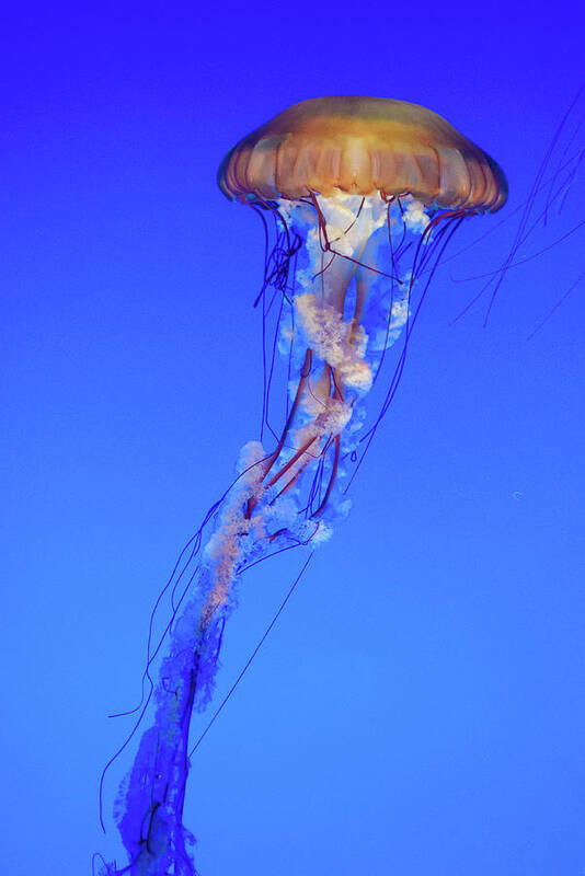 Animal Art Print featuring the photograph Jelly Fish Swarm #2 by Mike Fusaro