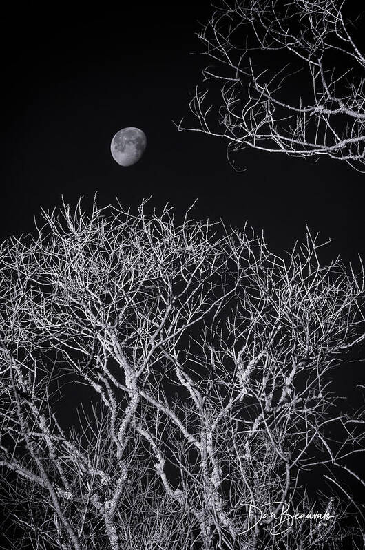 Moon Art Print featuring the photograph Moon and Bare Trees 6957 by Dan Beauvais
