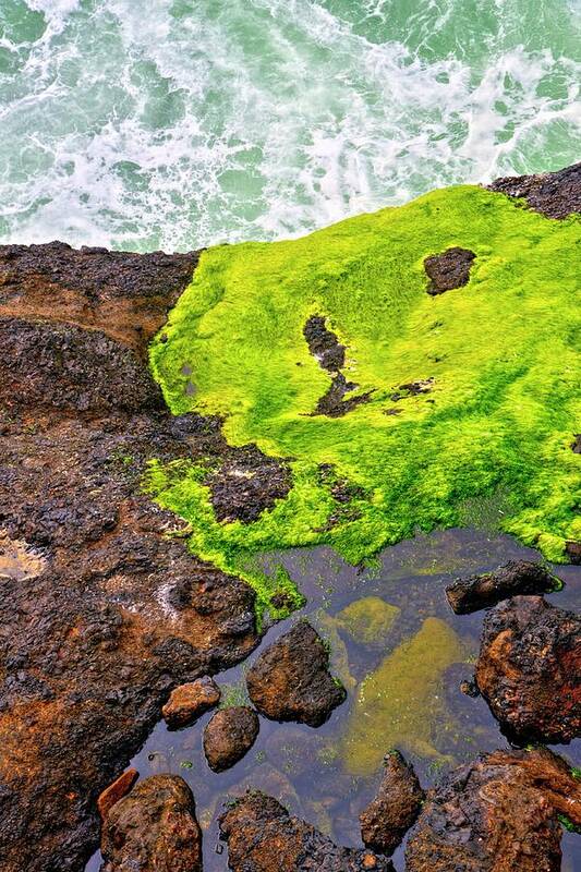 Oregon Art Print featuring the photograph Surf Lichen Tide Pool by Jerry Sodorff