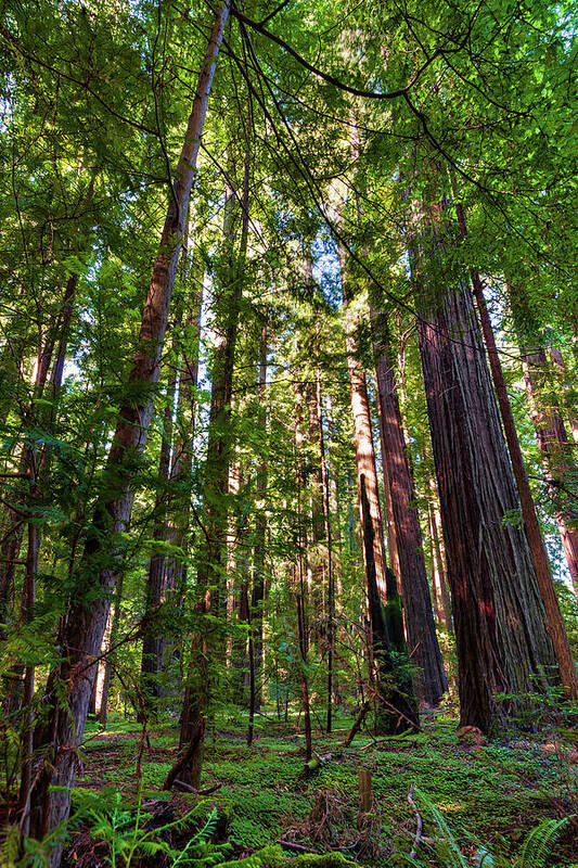 California Art Print featuring the photograph Tall California Redwoods 920 by Dan Carmichael